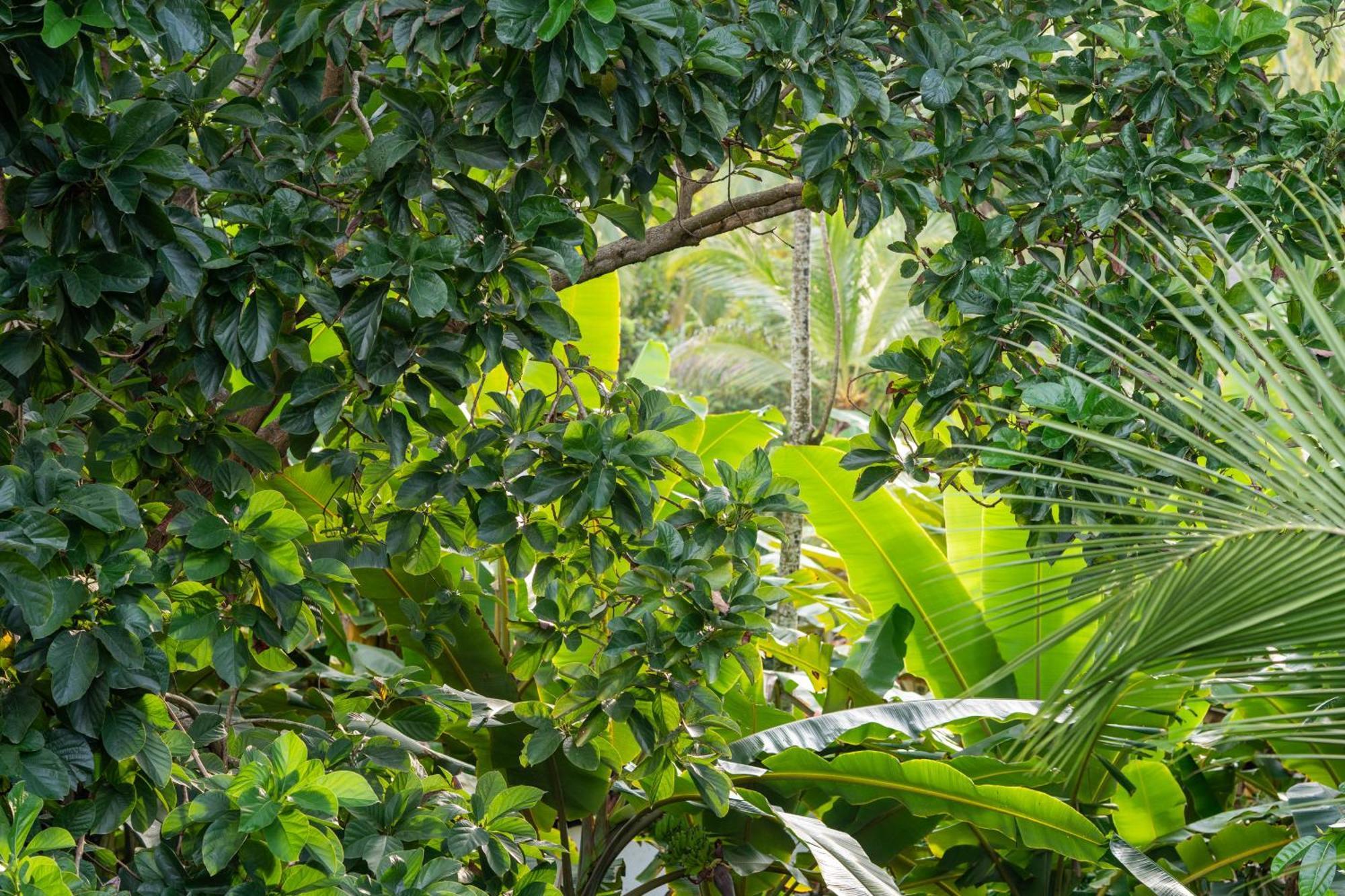 Tayrona Juanchos House Hostel 洛斯纳兰霍斯 外观 照片