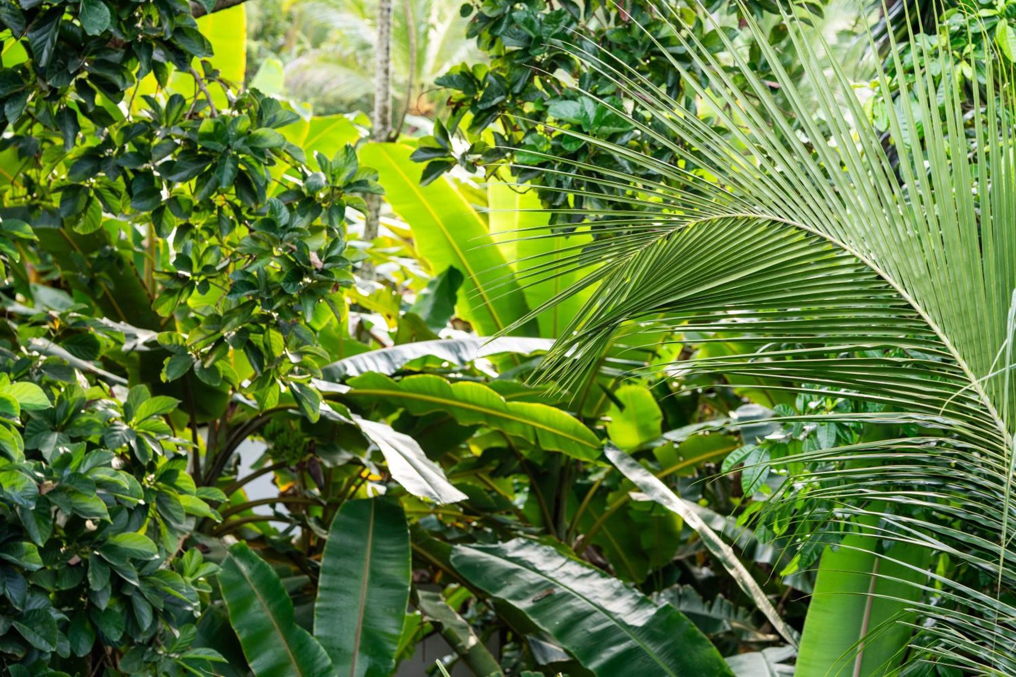 Tayrona Juanchos House Hostel 洛斯纳兰霍斯 外观 照片